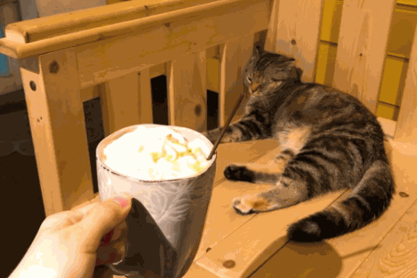 猫儿山猫主题休闲餐厅加盟