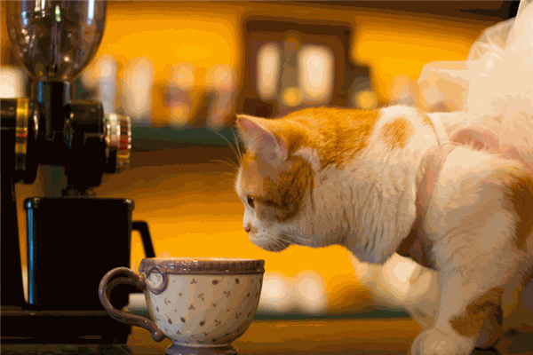 猫咪咖啡馆加盟