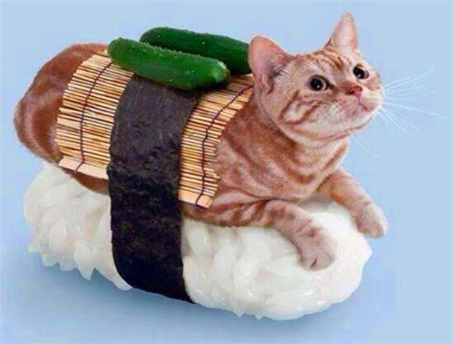猫之道寿司加盟