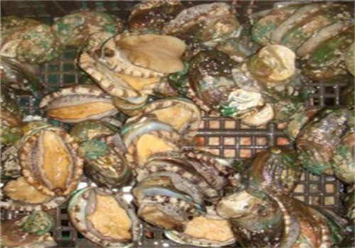 鲜活海鲜店加盟