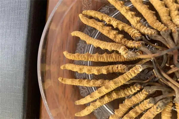 宝王虫草加盟